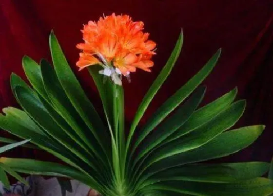 植物常识问题|君子兰冬天养护需要注意哪些要点