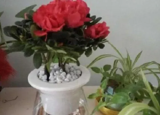 植物常识问题|杜鹃花怎么正确的疏蕾