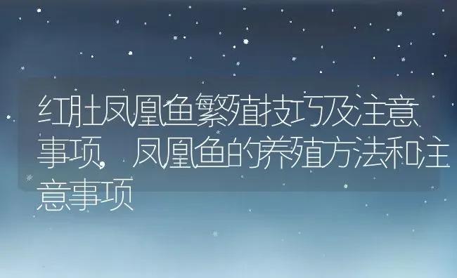 红肚凤凰鱼繁殖技巧及注意事项,凤凰鱼的养殖方法和注意事项 | 养殖常见问题