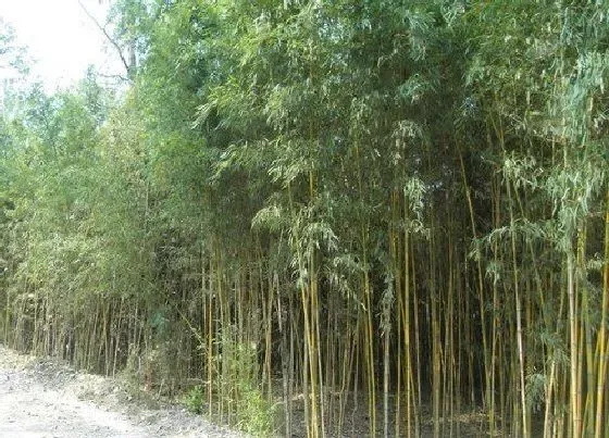 植物常识问题|玉竹和黄精的区别