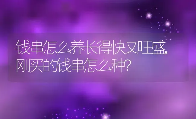钱串怎么养长得快又旺盛,刚买的钱串怎么种？ | 养殖常见问题