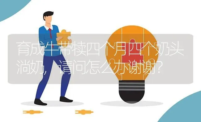 育成牛带犊四个月四个奶头淌奶,请问怎么办谢谢? | 养殖问题解答