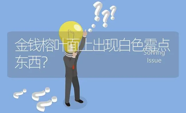 金钱榕叶面上出现白色霉点东西? | 养殖问题解答