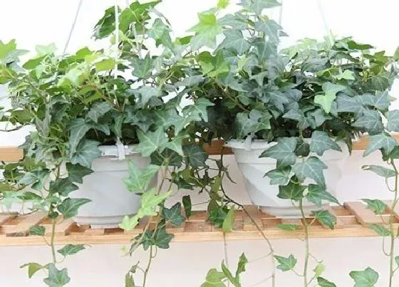 植物常识问题|常青藤怎么养活 室内养殖常青藤怎样越养越多