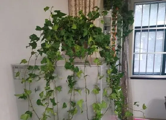 植物常识问题|常青藤怎么养活 室内养殖常青藤怎样越养越多