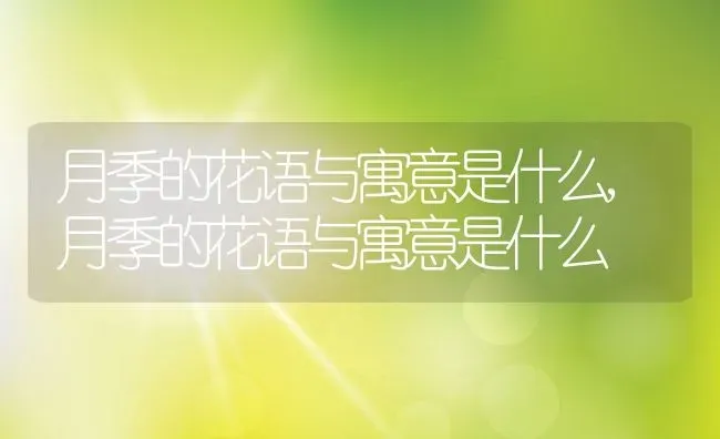 月季的花语与寓意是什么,月季的花语与寓意是什么 | 养殖常见问题