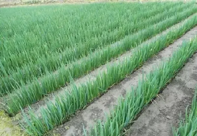 植物常识问题|大葱葱白细短怎么办（如何使细高大葱的葱白又长又粗）