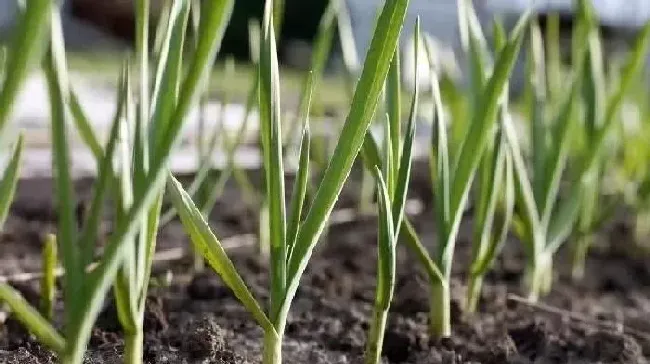 植物常识问题|种植蒜苗施什么肥料最好（用什么底肥长苗快又不伤苗）