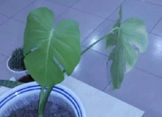 植物常识问题|扦插的龟背竹夏季如何养殖