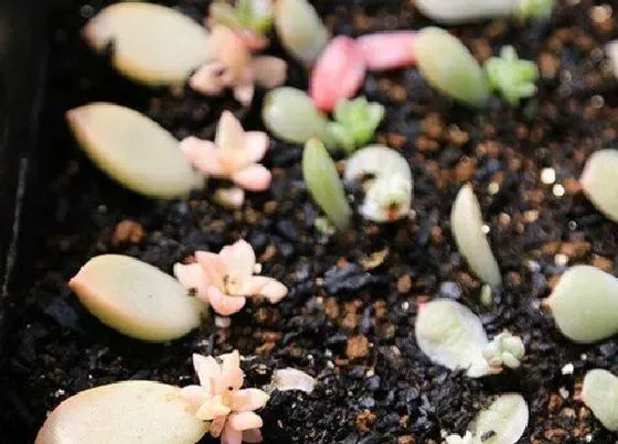 植物常识问题|扦插多肉植物都有什么窍门