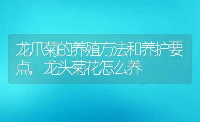 龙爪菊的养殖方法和养护要点,龙头菊花怎么养 | 养殖常见问题