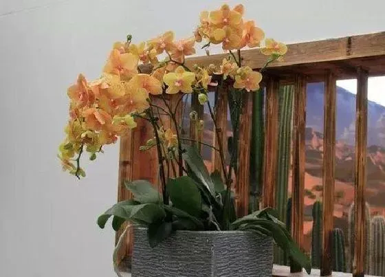 植物常识问题|蝴蝶兰如何选择合格花盆