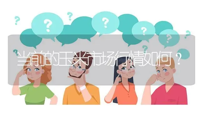当前的玉米市场行情如何? | 养殖问题解答