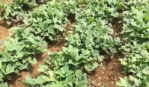 植物常识问题|地瓜后期怎样管理（红薯生长后期叶面怎么管理产量高）