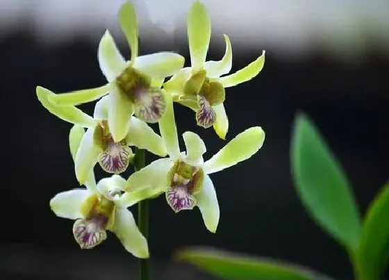 植物常识问题|夏季如何养护兰花依旧窜新芽