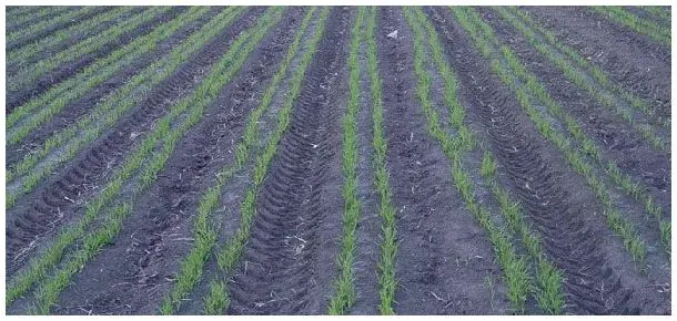 小麦叶面肥喷施时间 | 农业常识