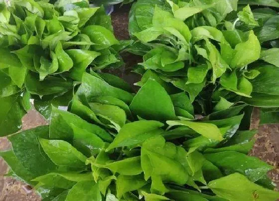 植物常识问题|绿萝适合放在卧室吗 卧室养绿萝好处与方法