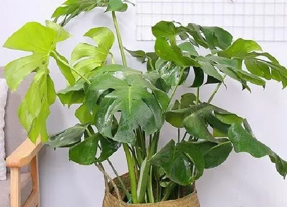 植物常识问题|扦插的龟背竹夏季如何养殖