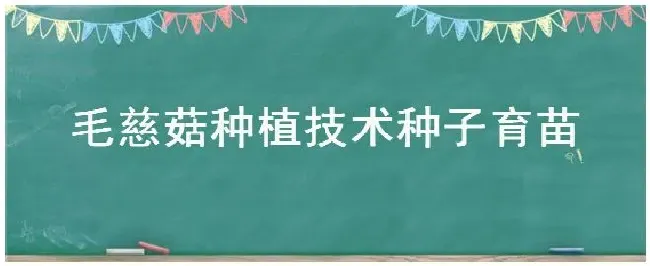 毛慈菇种植技术种子育苗 | 三农问答