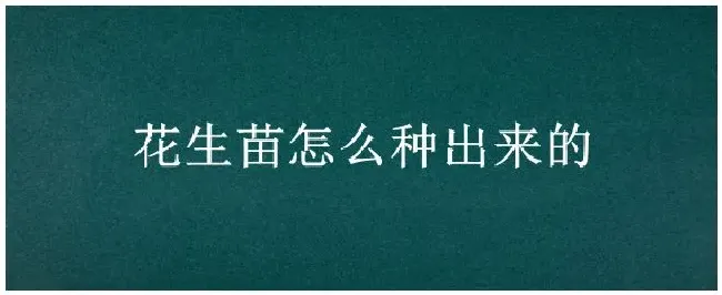 花生苗怎么种出来的 | 农业常识