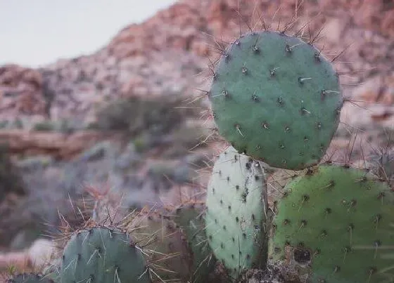 植物常识问题|仙人掌怎么养叶片肥厚宽大