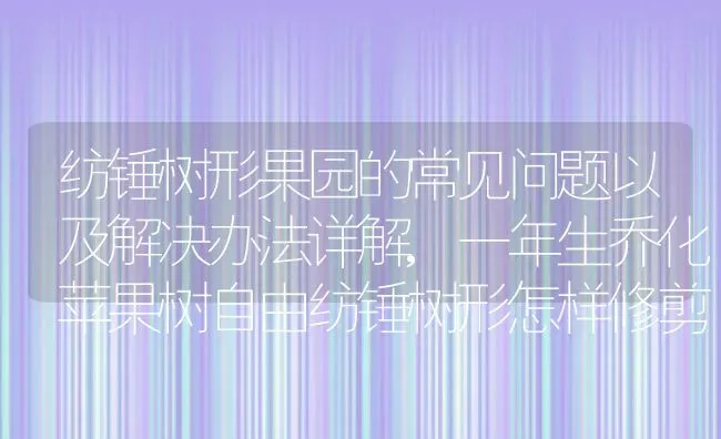 纺锤树形果园的常见问题以及解决办法详解,一年生乔化苹果树自由纺锤树形怎样修剪 | 养殖常见问题