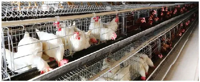 蛋鸡拉绿粪是什么原因 | 农业答疑