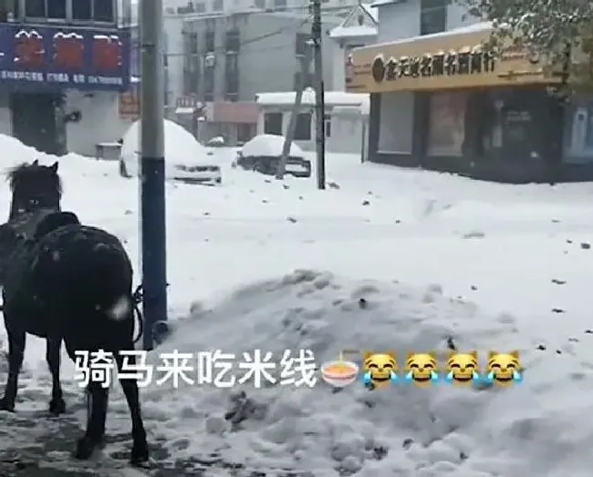 植物常识问题|硬核！大连暴雪天小男孩骑马去吃米线