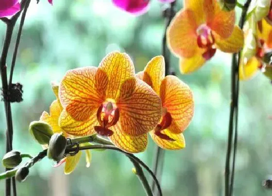 植物常识问题|蝴蝶兰花谢后需要做哪些养护工作