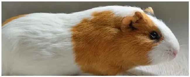 荷兰猪能吃什么 | 生活常识