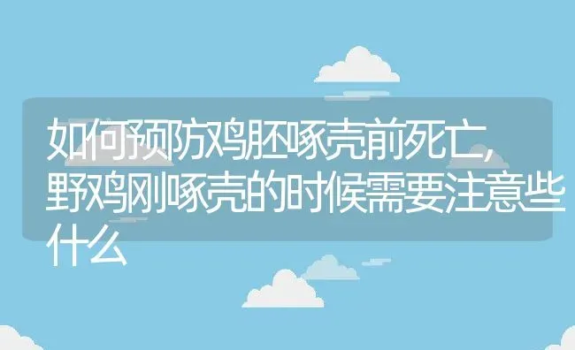 如何预防鸡胚啄壳前死亡,野鸡刚啄壳的时候需要注意些什么 | 养殖常见问题