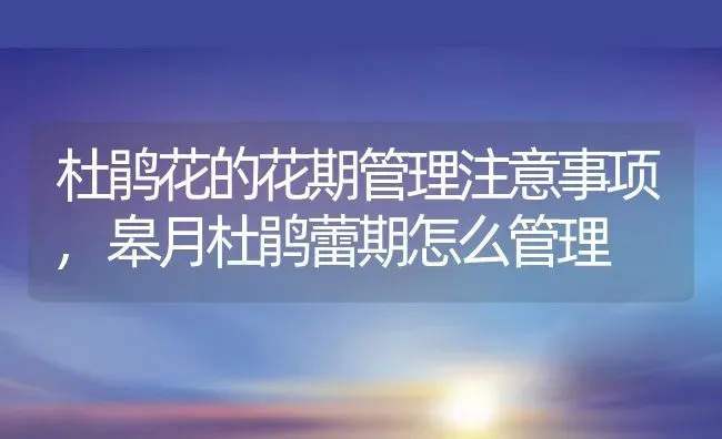 杜鹃花的花期管理注意事项,皋月杜鹃蕾期怎么管理 | 养殖常见问题