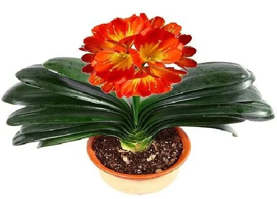 植物常识问题|夏季怎么养君子兰利于开花