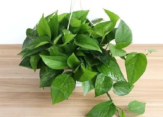 植物常识问题|绿萝适合放在卧室吗 卧室养绿萝好处与方法