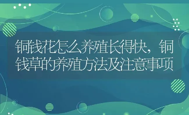 铜钱花怎么养殖长得快,铜钱草的养殖方法及注意事项 | 养殖常见问题