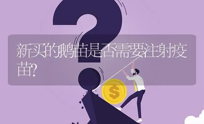 新买的鹅苗是否需要注射疫苗? | 养殖问题解答