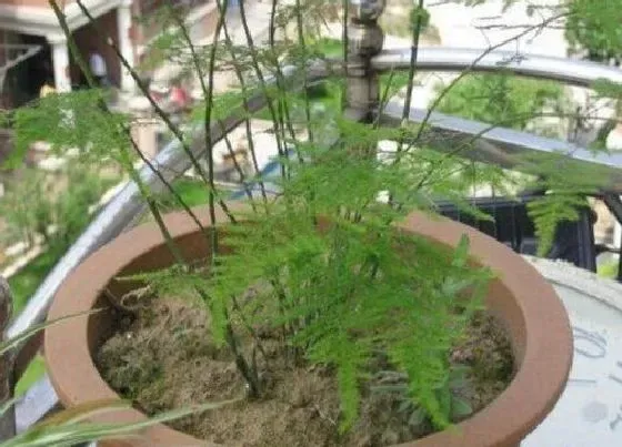 植物常识问题|文竹黄叶的原因及解决方法