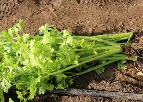 植物常识问题|芹菜栽培技术