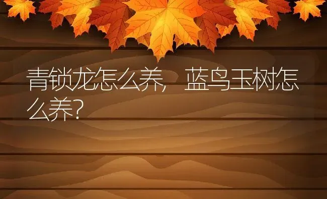 青锁龙怎么养,蓝鸟玉树怎么养？ | 养殖常见问题