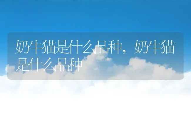 奶牛猫是什么品种,奶牛猫是什么品种 | 养殖常见问题