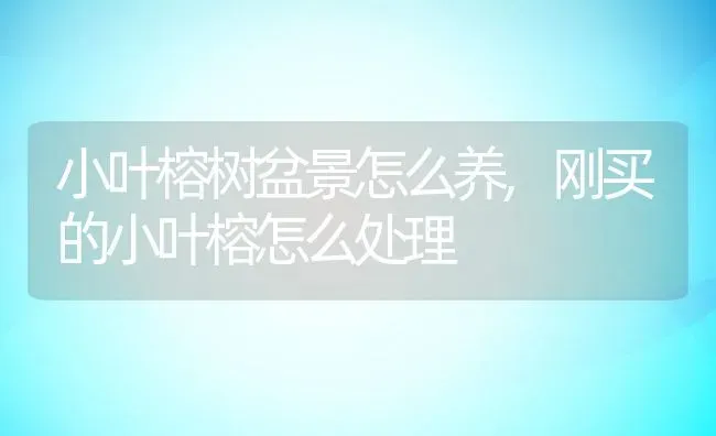 小叶榕树盆景怎么养,刚买的小叶榕怎么处理 | 养殖常见问题