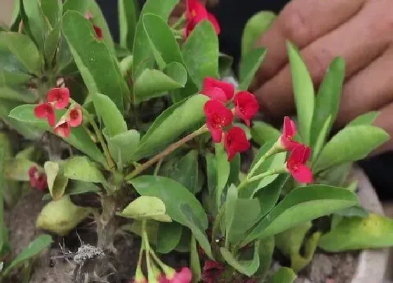 植物常识问题|虎刺梅开花期间需要修剪吗