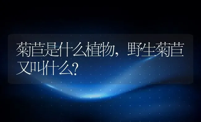 菊苣是什么植物,野生菊苣又叫什么？ | 养殖常见问题