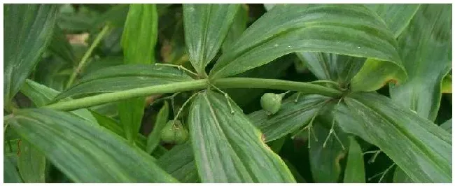 挖野生黄精种植要带苗吗 | 农业问题