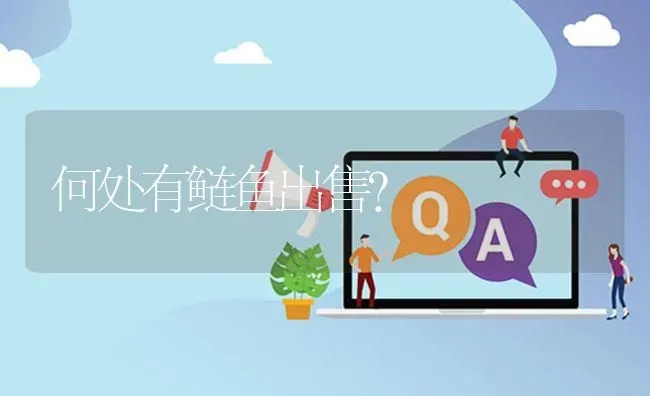 何处有鲢鱼出售? | 养殖问题解答