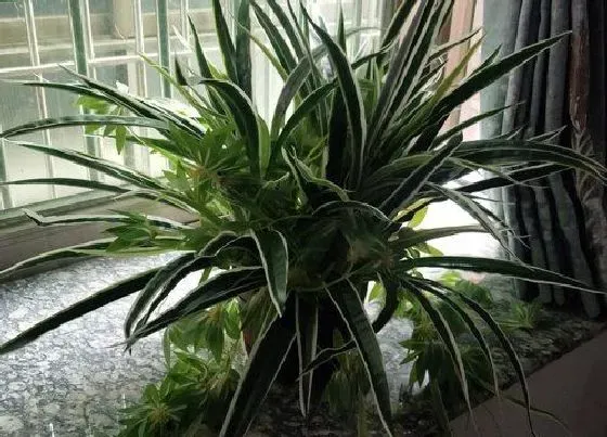 植物常识问题|夏天如何养吊兰叶片肥大