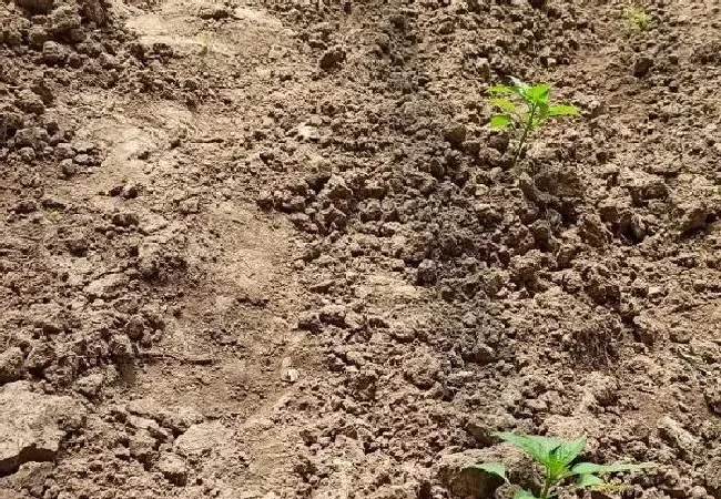 植物常识问题|辣椒用什么肥料才能高产（施什么肥料可以使辣椒长得快）