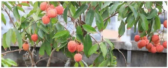 荔枝幼苗施肥时期以及方法 | 生活常识