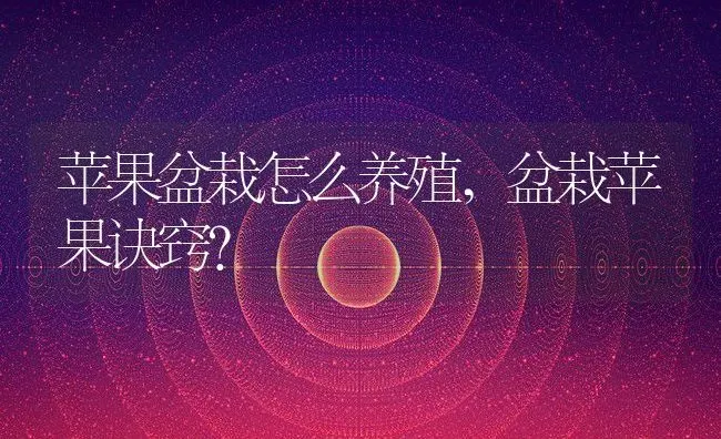 苹果盆栽怎么养殖,盆栽苹果诀窍？ | 养殖常见问题