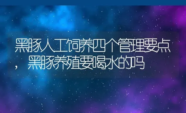 黑豚人工饲养四个管理要点,黑豚养殖要喝水的吗 | 养殖常见问题